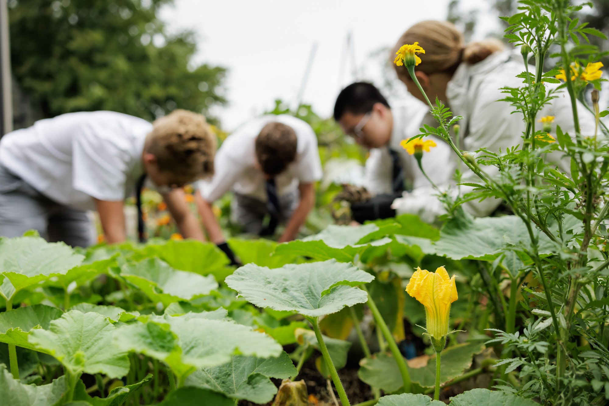 Sustainability Roadmap