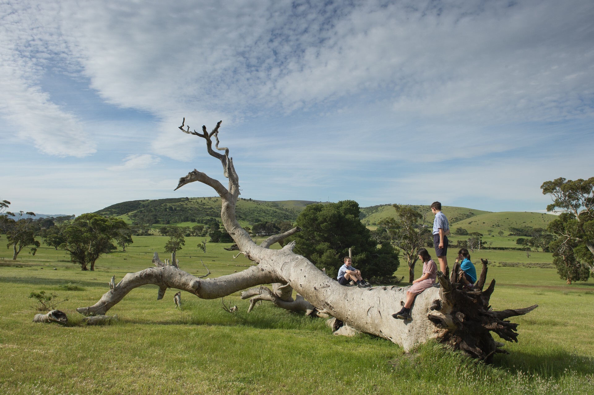 The story of the Wurar Ruwi tree by Cedric Varcoe