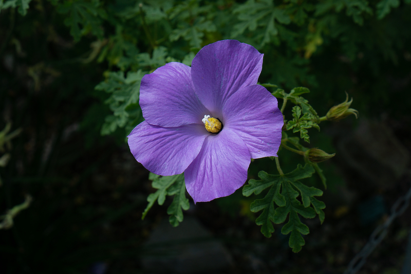Purple hibiscus