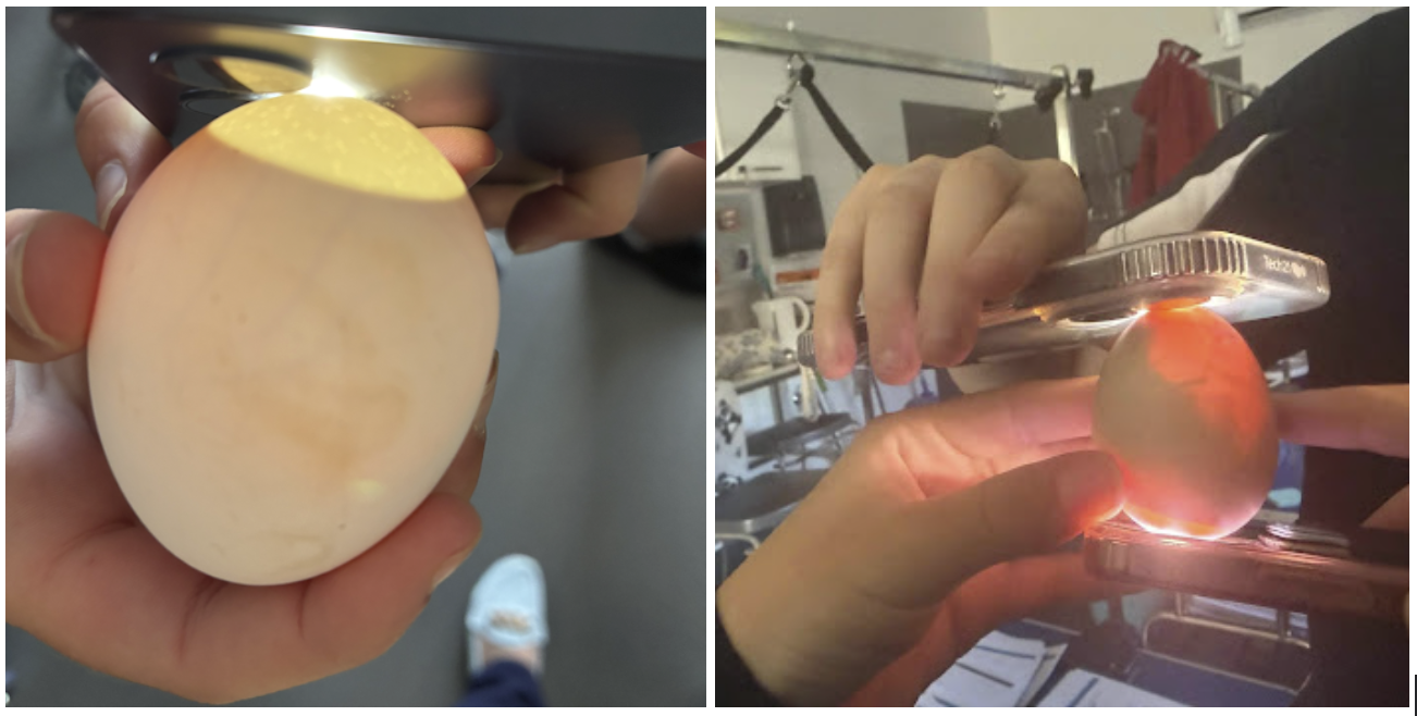 Egg Candling (Left: Day 9, Right: Day 14)