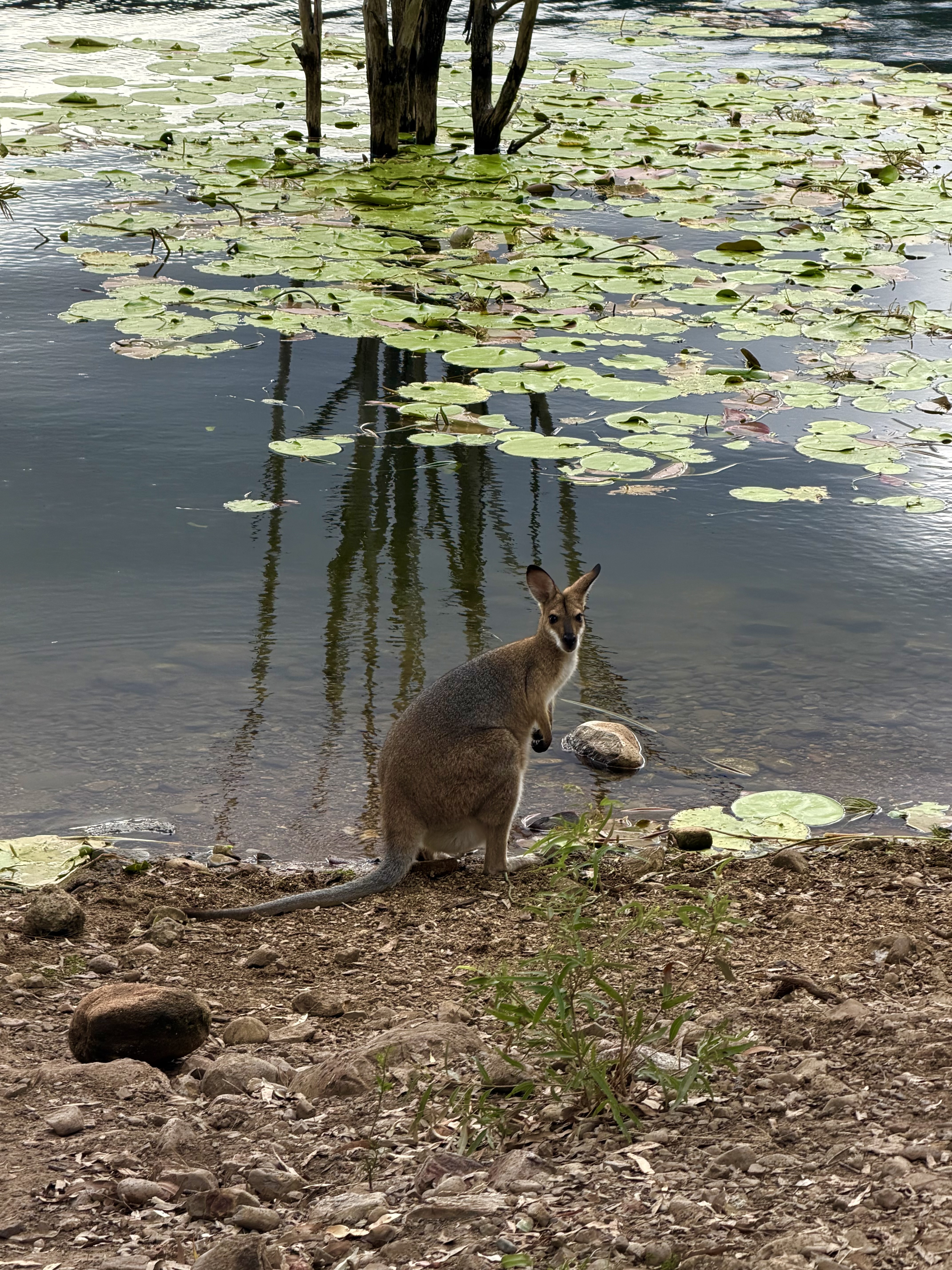 Yr 5 & 6 Camp - Pic 6